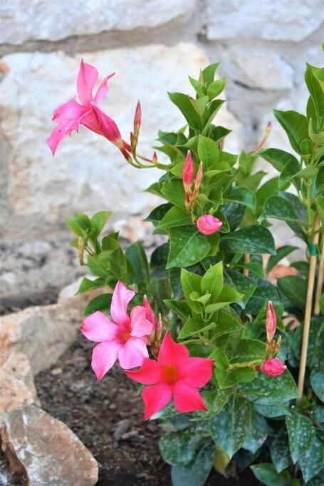 Smailis Apartment 1 Koroni  エクステリア 写真